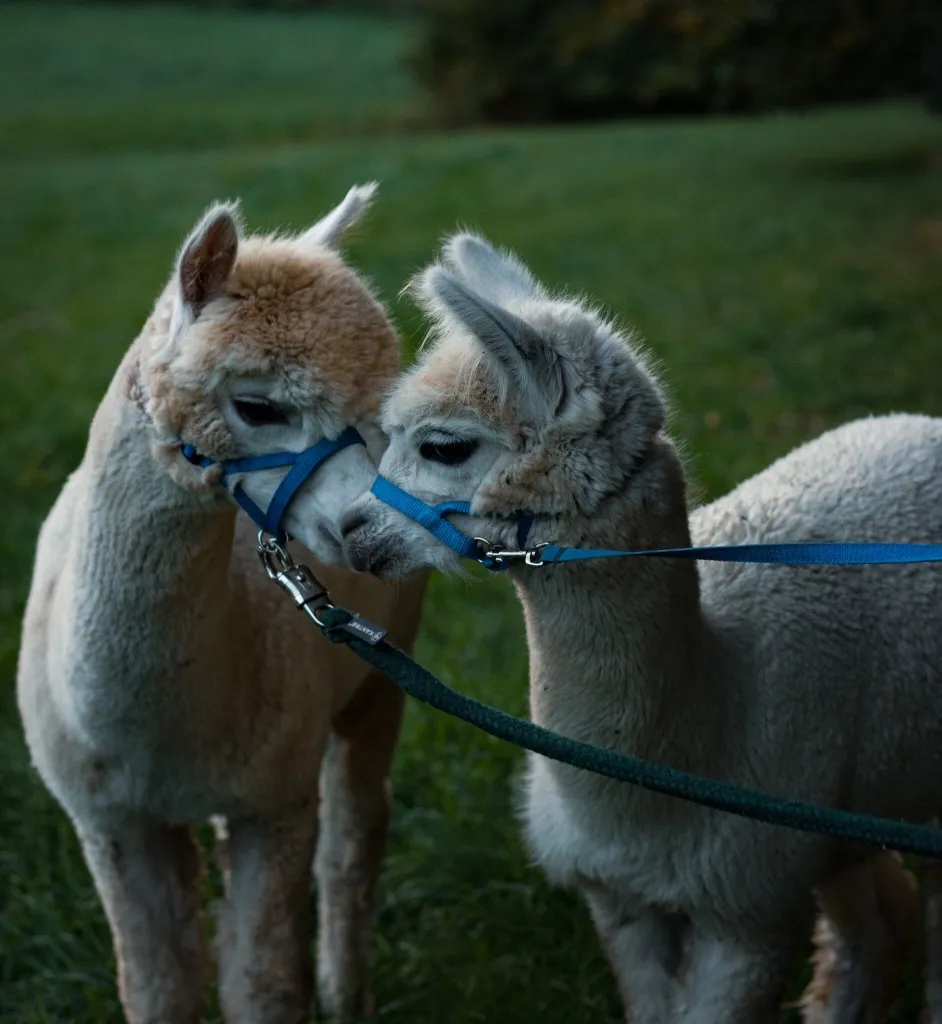 Diego und Santiago, unzertrennliche Alpakas