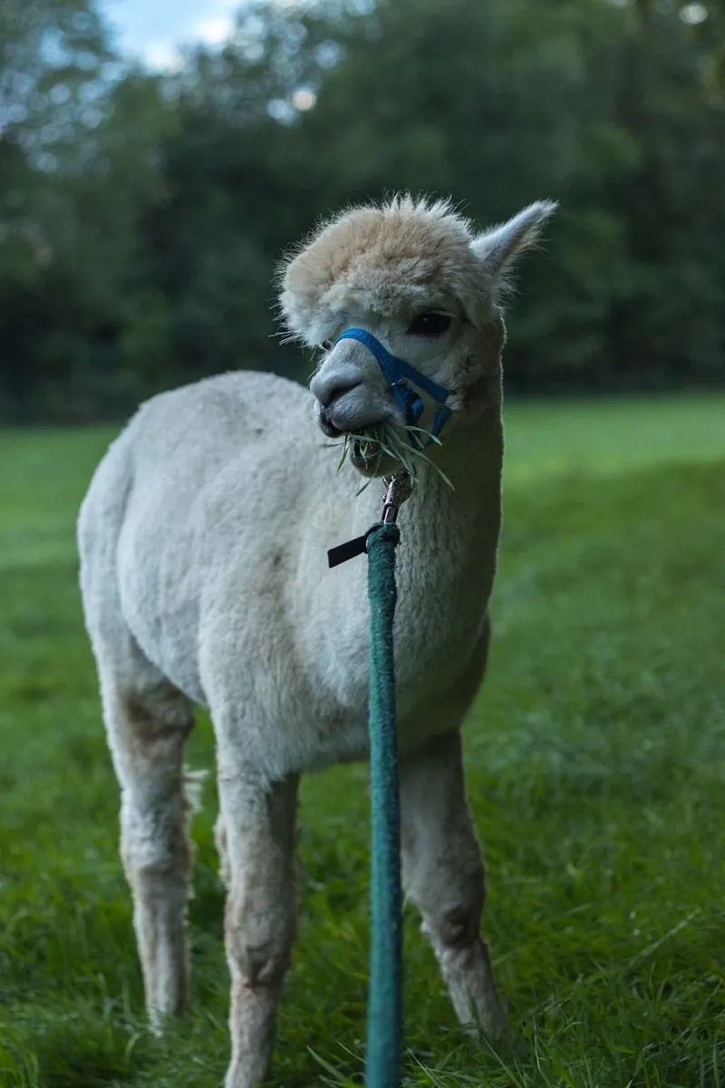 Alpaka auf der Wiese