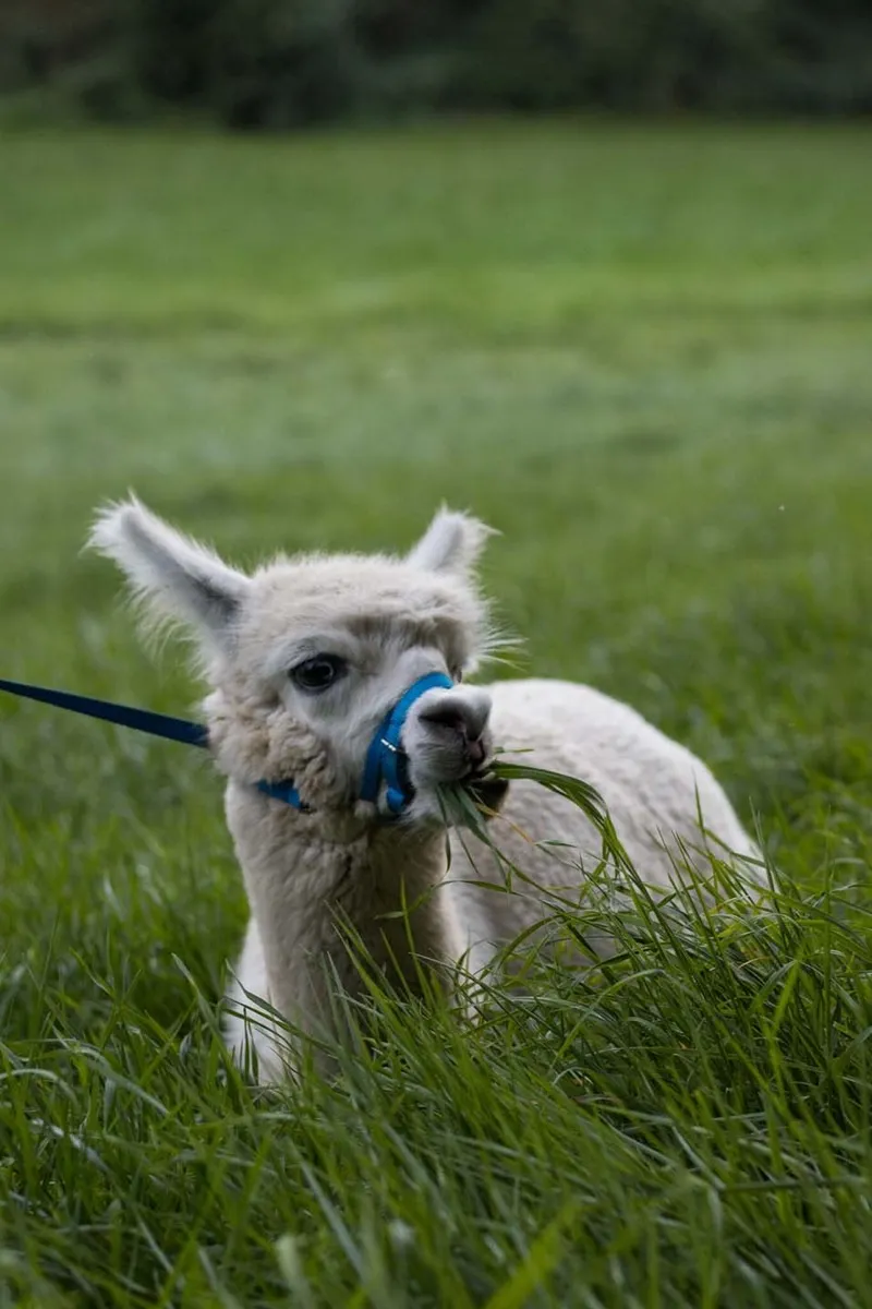 Alpakas in der Natur
