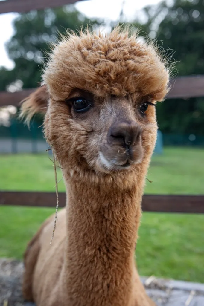 Pedro, das kleinste Alpaka