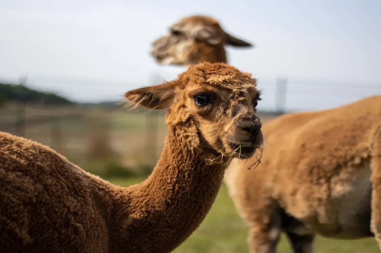 Alpaka-Wiese zwischen Dortmund, Bochum und Witten