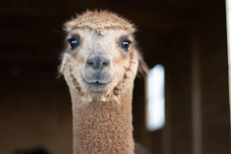 Camello, neugieriges Alpaka