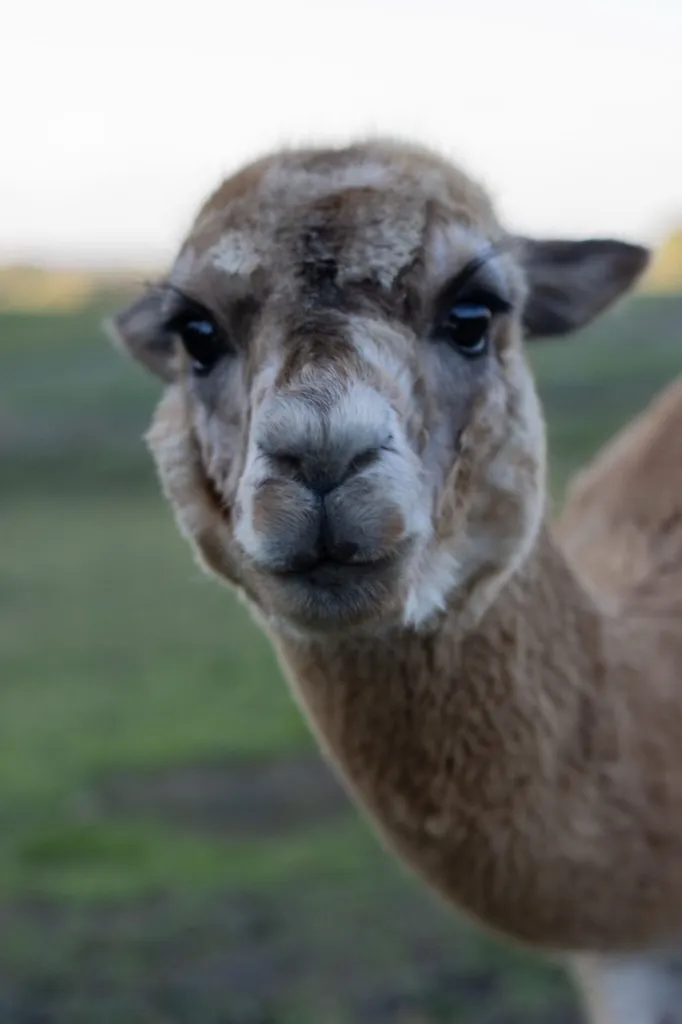 Armato, unser Alpha-Alpaka